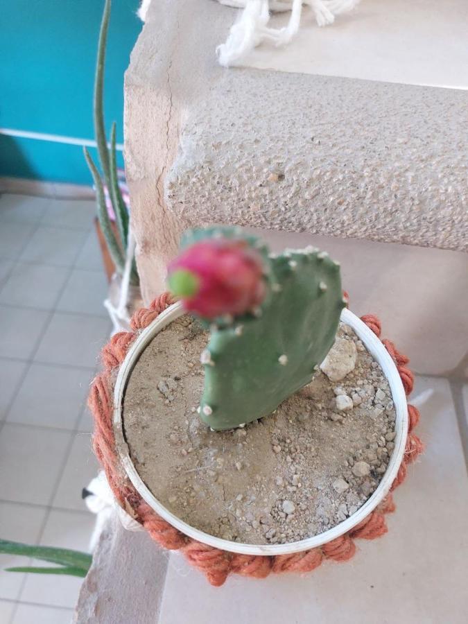 Cho Ku Rei Hostal San José del Cabo المظهر الخارجي الصورة