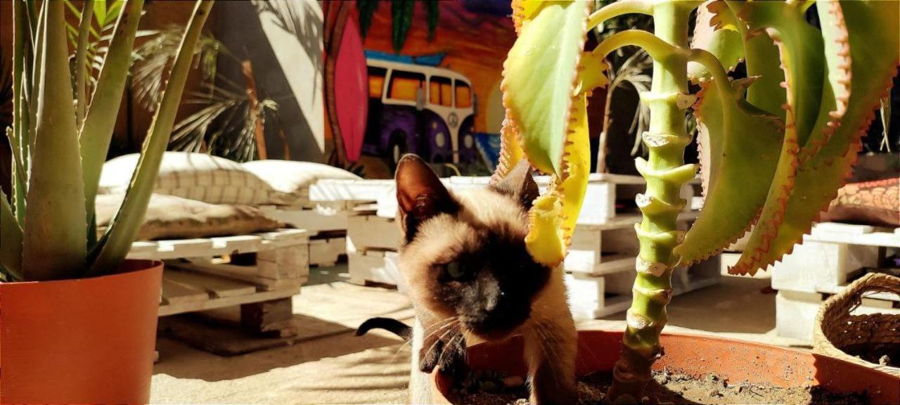Cho Ku Rei Hostal San José del Cabo المظهر الخارجي الصورة